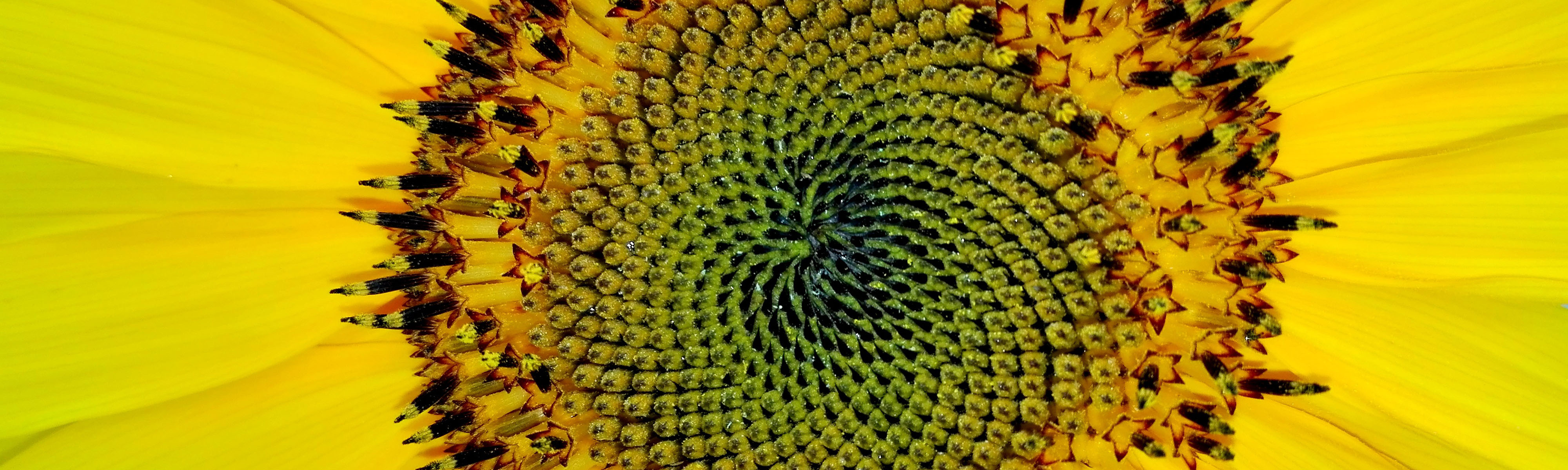 Logo Sonnenblume